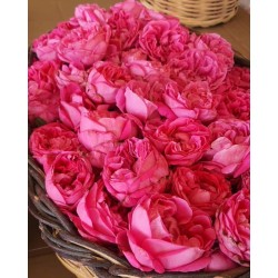 Rosa Gallica Gül sirkesi (500ml ) 