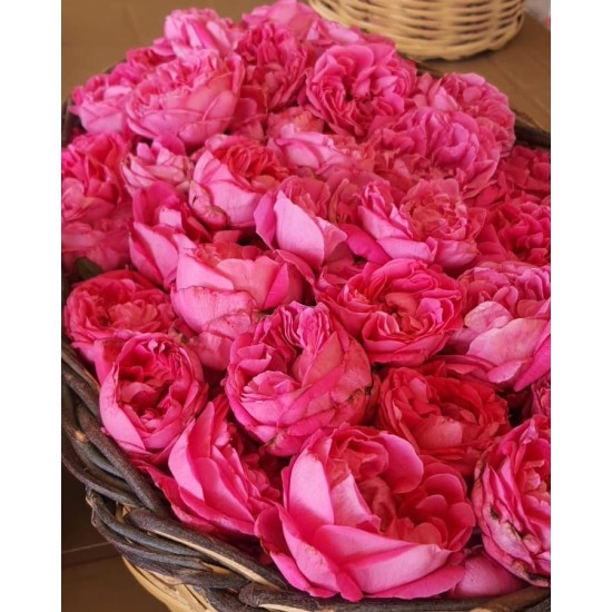 Rosa Gallica Gül sirkesi (500ml ) 